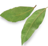 01Leaf