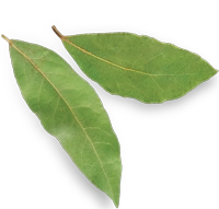 02Leaf
