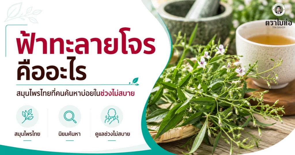 ฟ้าทะลายโจรคืออะไร สมุนไพรไทยที่คนค้นหาบ่อยในช่วงไม่สบาย