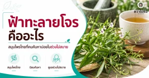ฟ้าทะลายโจรคืออะไร สมุนไพรไทยที่คนค้นหาบ่อยในช่วงไม่สบาย