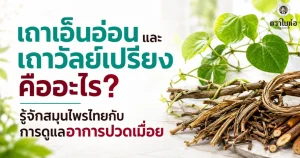 เถาเอ็นอ่อนและเถาวัลย์เปรียง คืออะไร? รู้จักสมุนไพรไทยกับการดูแลอาการปวดเมื่อย