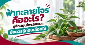 ฟ้าทะลายโจรคืออะไร? รู้จักสมุนไพรไทยและข้อควรรู้ก่อนเลือกใช้